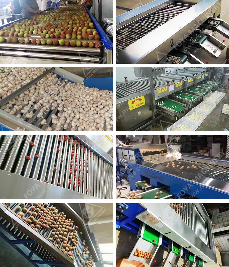 FOYA Brush Vegetable Washer in operation